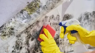 Combat Mold with Hypochlorous Acid: A Safe and Effective Solution