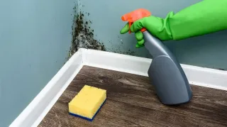 Expert Mold Remediation & Prevention Tips for Homeowners