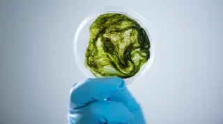 Mold and Air Quality Testing Services In Santa Barbara