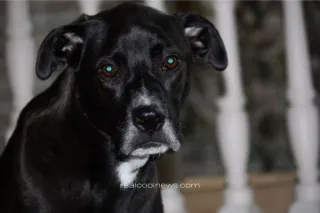 Is Your Dog’s Kibble Slowly Killing Them?
The Untold Dangers of Ultra-Processed Dog Food (and What Big Pet Food Isn’t Telling You)