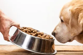 Canine Cancer and Kibble: Is There a Link? ( What the Pet Food Industry Doesn’t Want You to Know)
