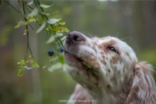 5 Easy Ways to Boost Your Dog’s Immunity
(Without Breaking the Bank or Falling for Overpriced Supplements)