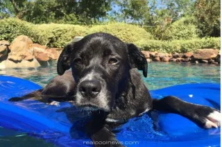 Lymphoma in Dogs: The Silent Monster Hiding in Plain Sight
What You Need to Know (And What You’re Rarely Told)