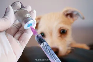 Understanding the Shift in Canine Vaccines: A Common‑Sense Approach
