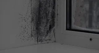 The Essential Guide To Mold Remediation