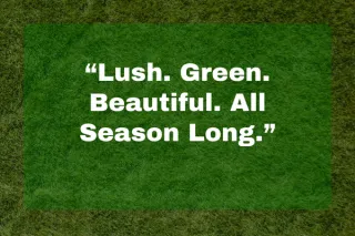 Achieve a Healthy, Green Lawn with Professional Lawn Maintenance