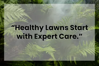 Transform Your Yard with Expert Lawn Maintenance Services