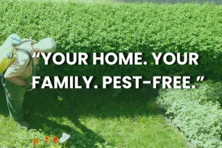 Comprehensive Pest Control Program for a Safer, Healthier Home