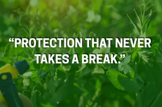 Year-Round Pest Control Program for Lasting Protection