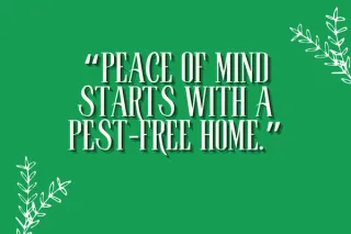 Protect Your Home Year-Round with Our Pest Control Program
