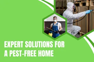 Expert Pest Control Programs for a Healthy Home