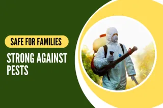 Eco-Friendly Pest Control Programs for Safer Living