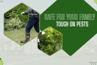 Eco-Friendly Pest Control Programs for a Safer Home