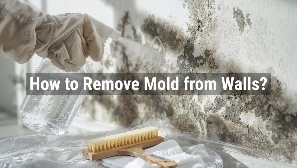 How to Remove Mold from Walls