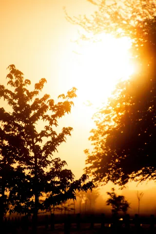 The Importance of Sunlight for Physical and Mental Health