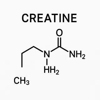 Should You Take Creatine?