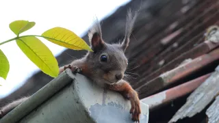 The Secret Life of Mildura Gutters: What We Find During Professional Gutter Cleaning Jobs