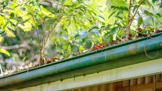 The Economics of Neglect: Real Cost Analysis of Delayed Gutter Cleaning in Mildura