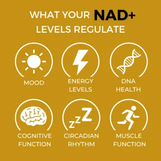 What does the NAD+ Supplement do & can it reverse ageing?