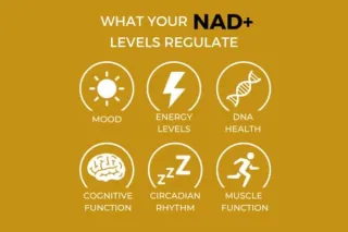 What does the NAD+ Supplement do & can it reverse ageing?