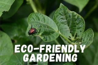 Garden Protection Naturally: Essential Oils for a Healthier Garden