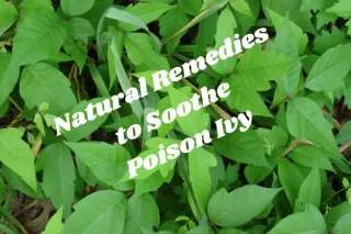From Itch to Relief: Natural Solutions for Poison Ivy Exposure
