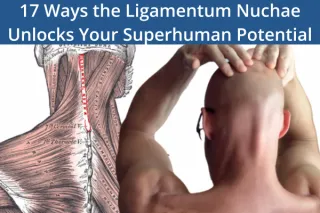 17 Ways the Ligamentum Nuchae Unlocks Your Superhuman Potential