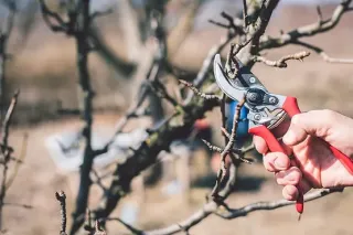 Embrace the Beauty of Winter: Your Landscape's Best Friend