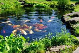 The Complete Guide to Pond Aeration in Florida’s Climate