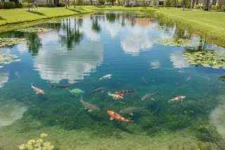 A Tale of Pond Transformation