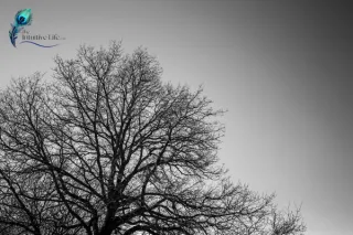 Dead without Desire - Re-inspire your Life and Business | The Intuitive Life