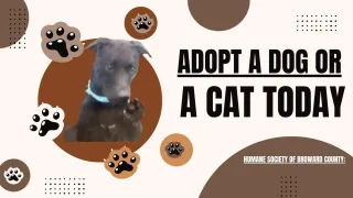 Adoptar una Mascota  Carlitos's pet of the week #34