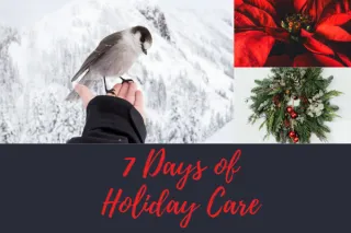 7 Days of Holiday Care