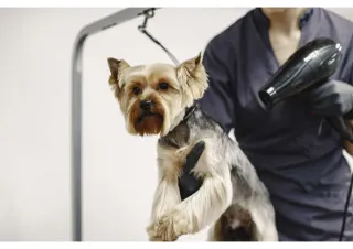 ROI: 32.86% - Looking for Residency Benefits? Discover This Profitable Pet Grooming Business Priced at $499,000!