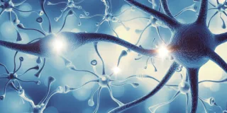 The Parasympathetic Nervous System