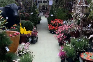 Bringing Lou’s Secret Garden of Daylesford Nursery to Life: The Journey Behind the Website