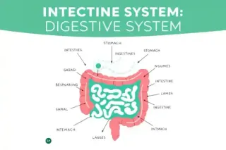 IBS: More than just a tummyache