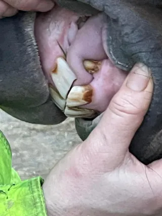   Wolf teeth and Canine teeth - what's the difference? 