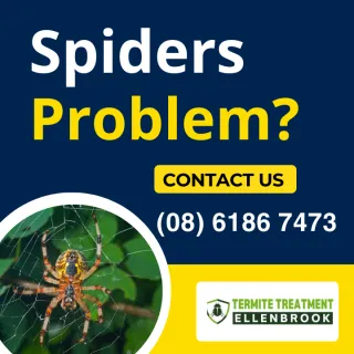 Protecting Your Family From Spiders