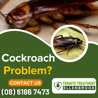 Ellenbrook Cockroach Conundrum: Weather Woes Worsen Infestation Woes
