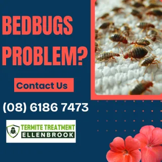 The Health Risks Associated with Bedbugs