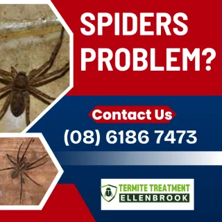 THE MOST COMMON SPIDERS IN AND AROUND ELLENBROOK