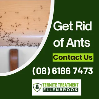 Ants in your office space