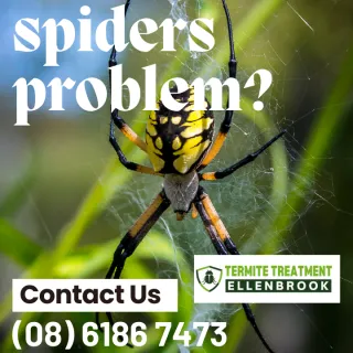 What spiders are in Ellenbrook