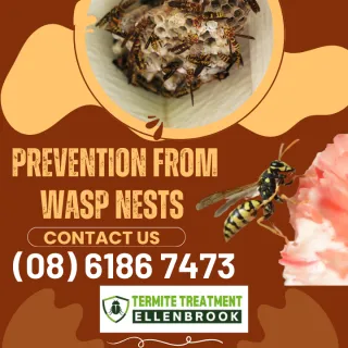 How and why wasp nests are constructed