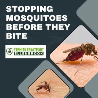Stopping Mosquito Before They Start