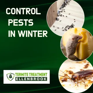Winter Pests