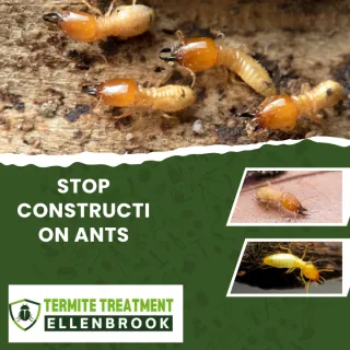 Construction Ants: Why They Appear Around Building Sites and How to Stop Them