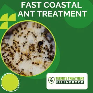 Coastal Brown Ants in Perth: Causes, Signs & Fast Removal Tips