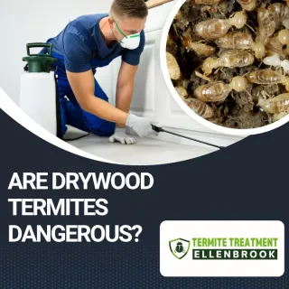 Are Drywood Termites Dangerous?
